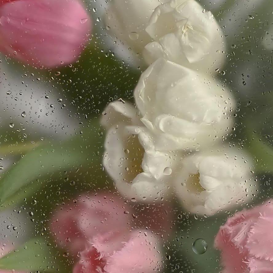 魔法少女 Lenormand