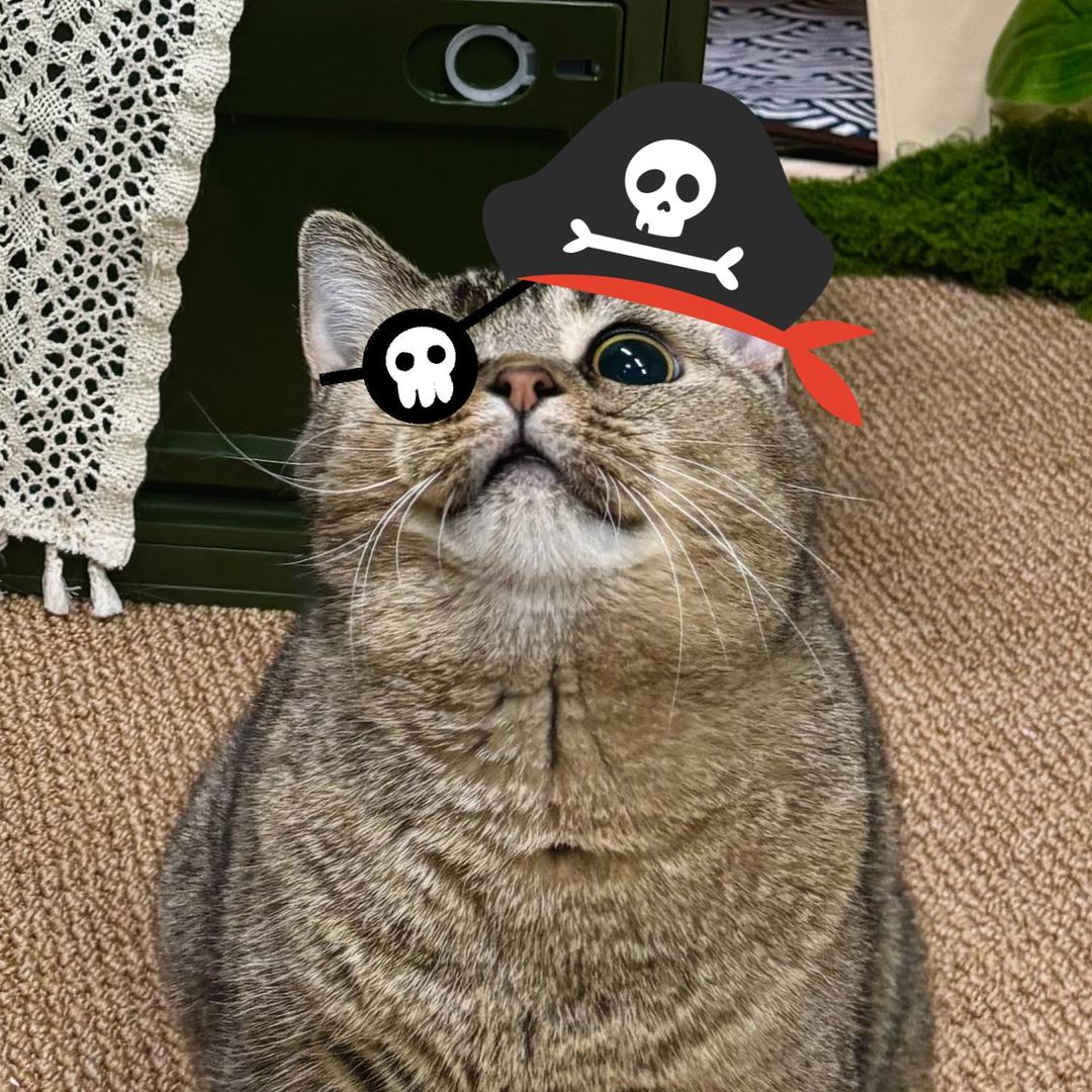 海盗猫惇惇🏴‍☠️