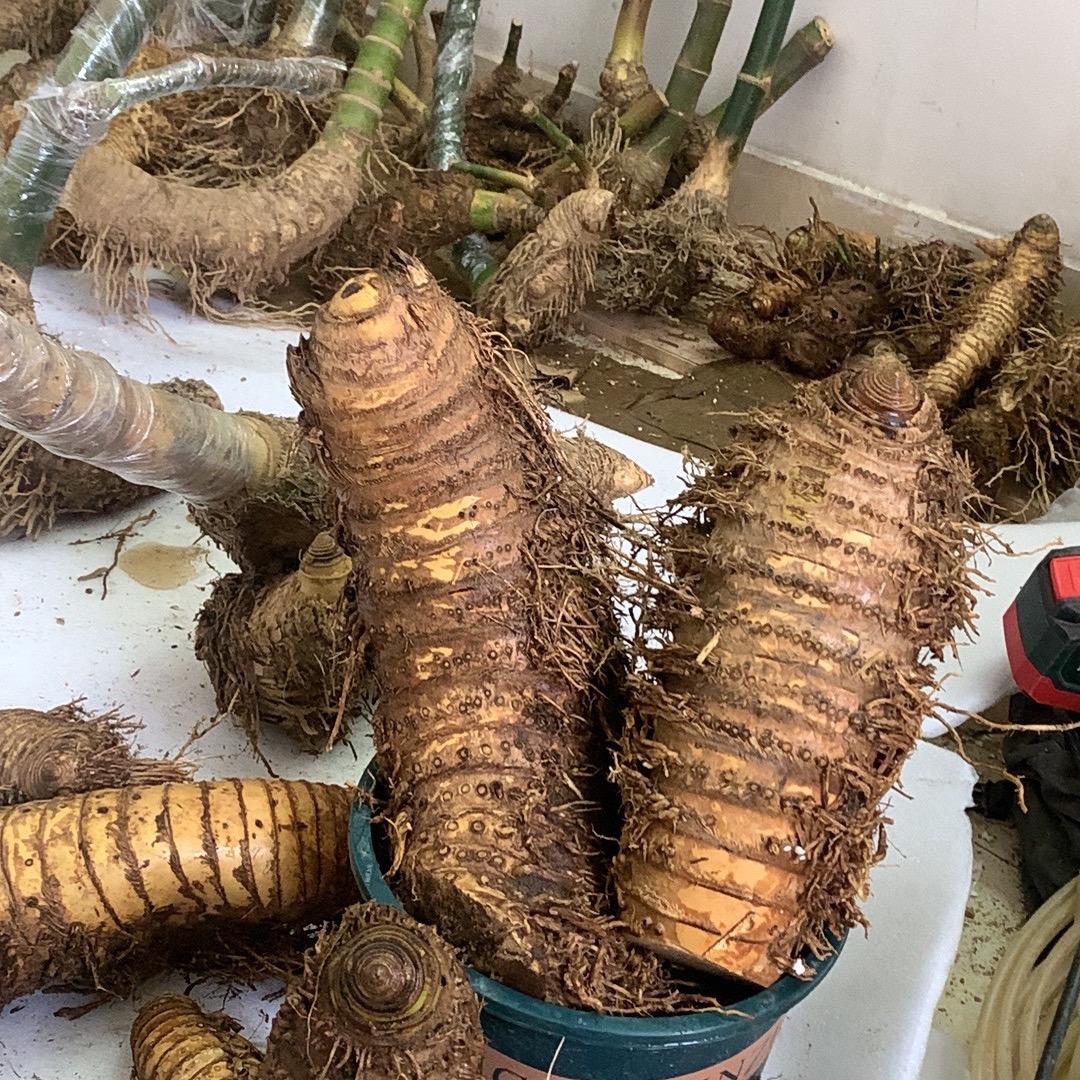 广东小叶簕竹