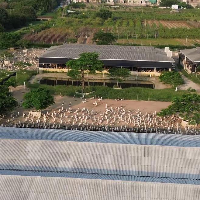 小狮儿潮汕狮头鹅1号