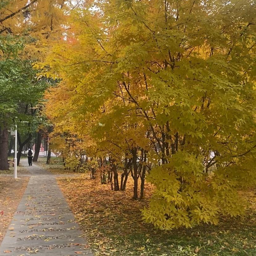 刘了了（努力版）