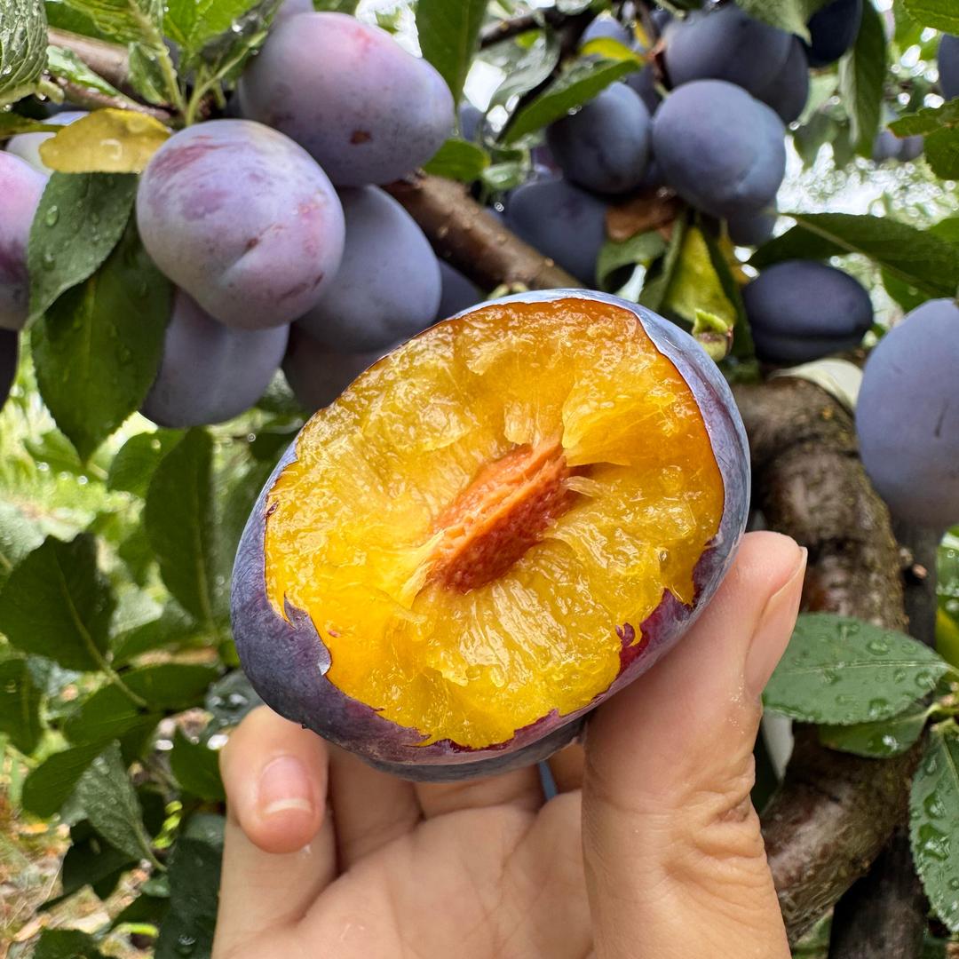 精选蓝宝石葡萄🍇