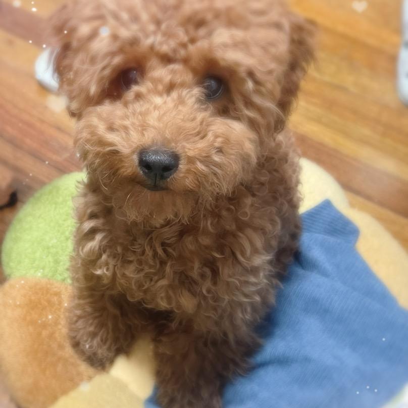 鹰的语言头像