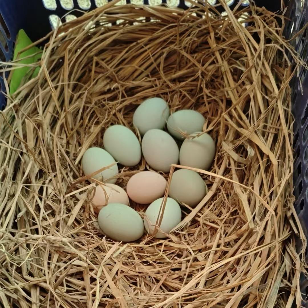 祁家湾大曹村彤瑶家庭农场🐔🥚🐔