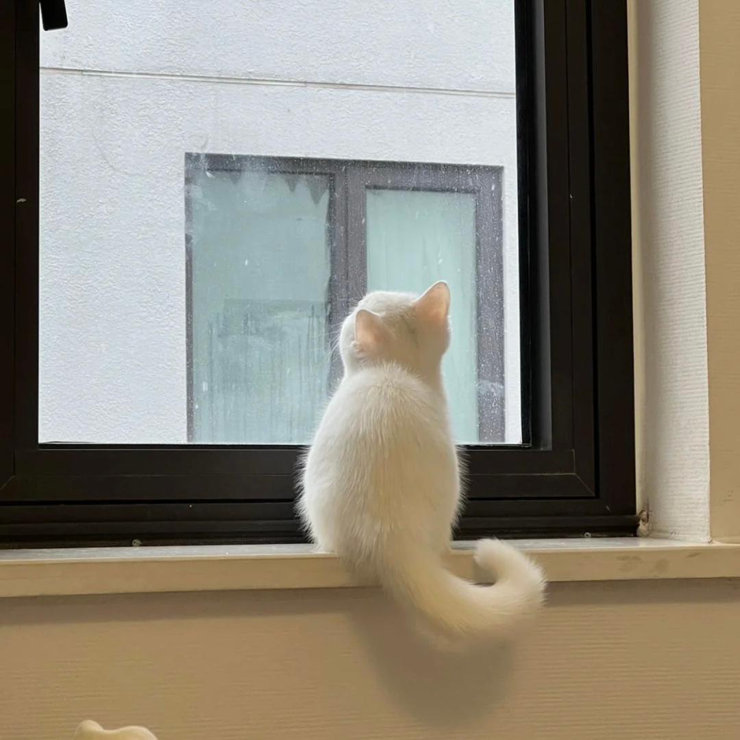 Y琳