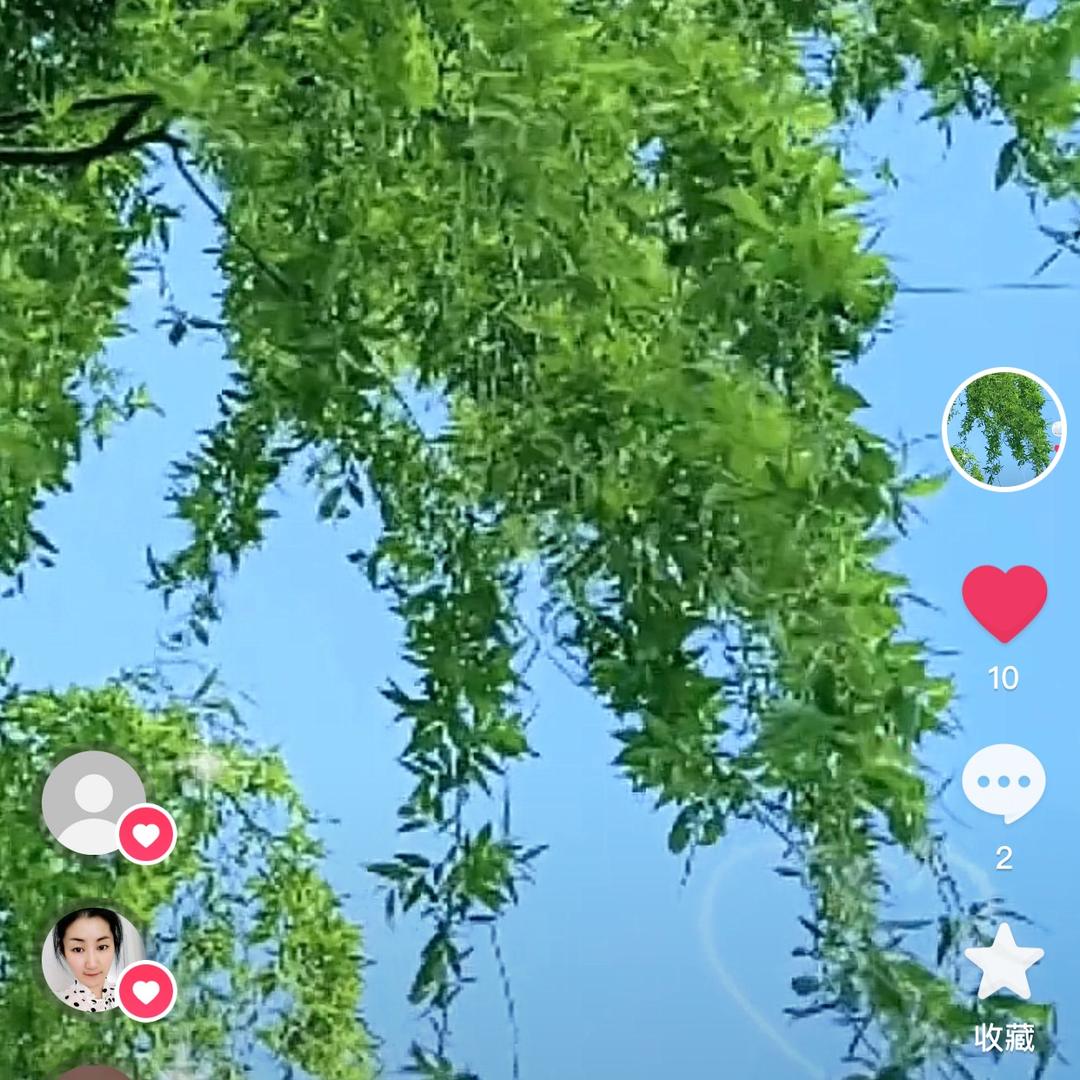 常青树(60后)