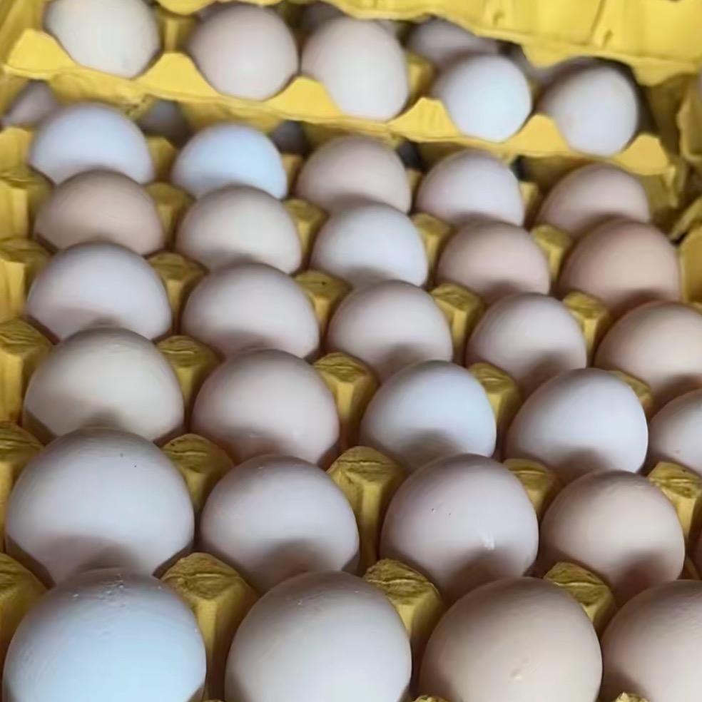 丰宁坝上养殖场