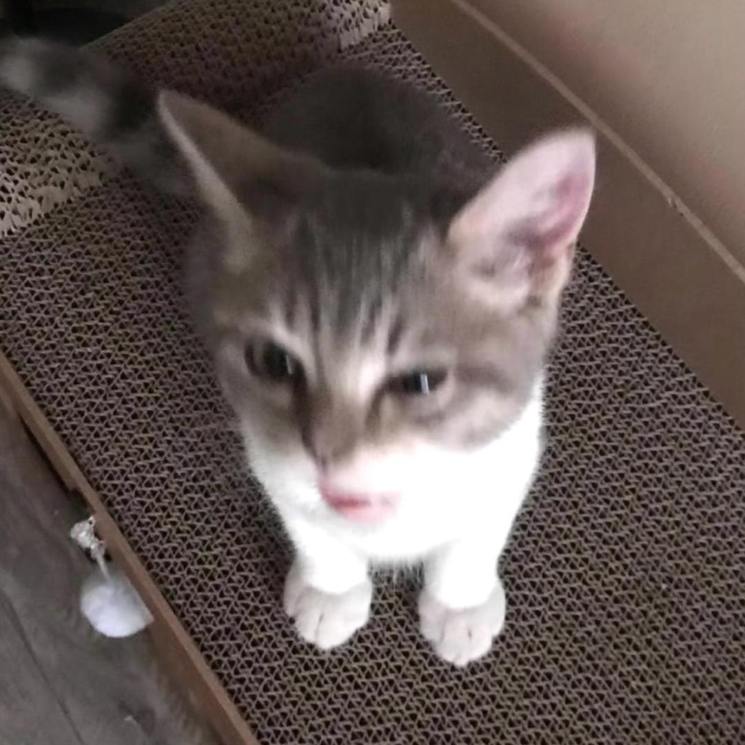 六角小鱼