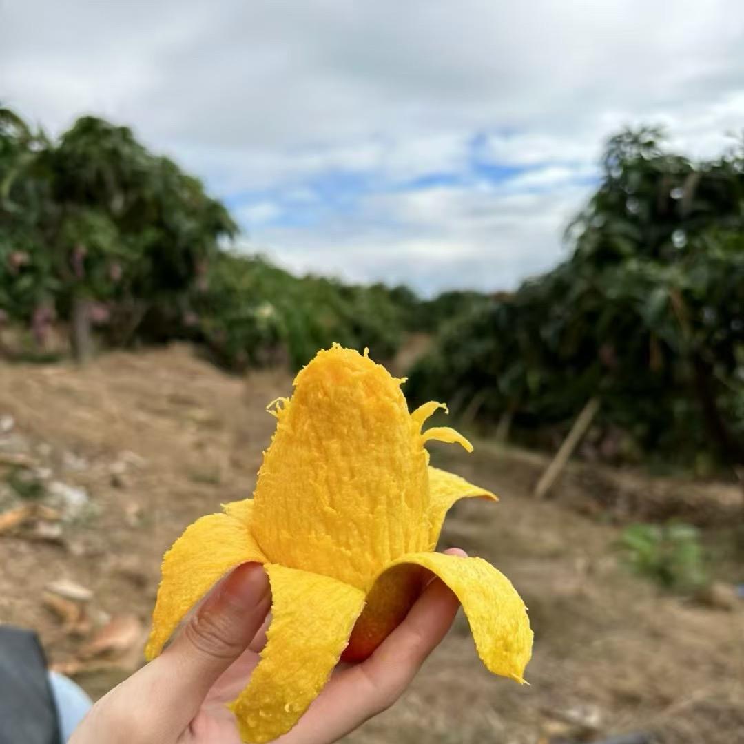 专注海南水果.
