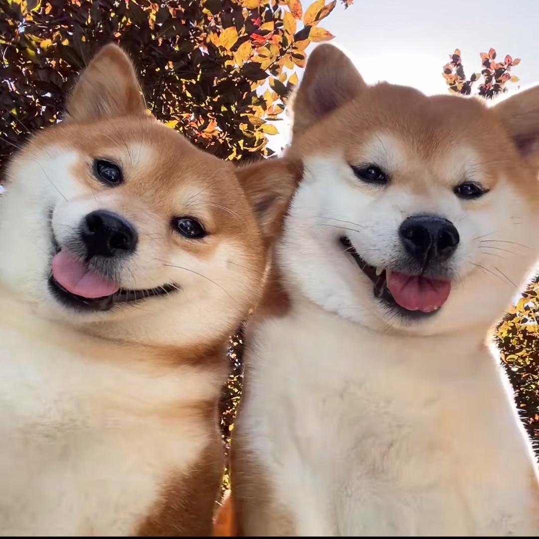 하니