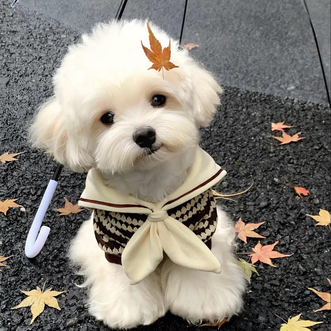 细犬汪汪队