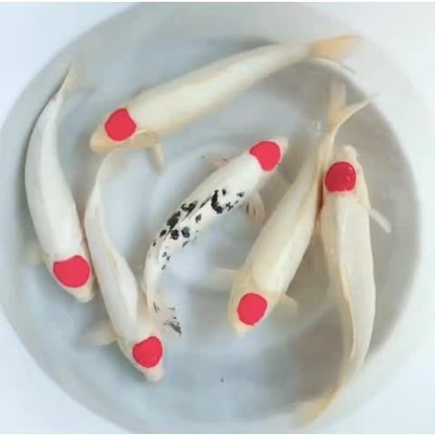 鑫泽精品鱼苗