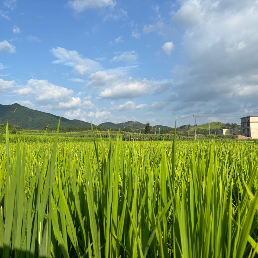 野径漫游