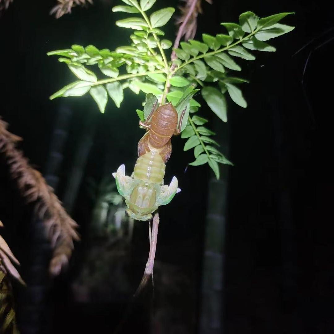 韵程芦笋金蝉种养植基地