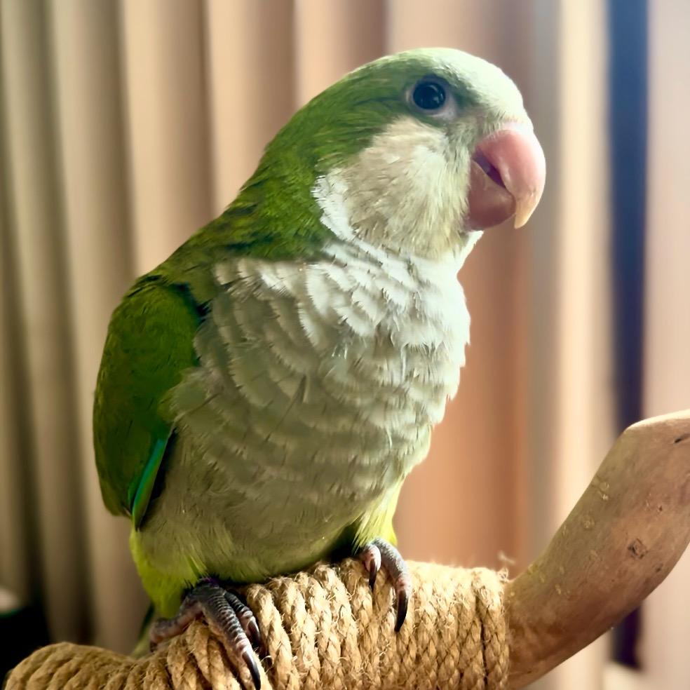 是鹦鹉呀🦜🦜🦜