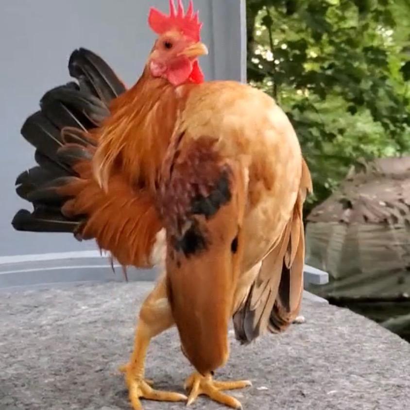 只因太美