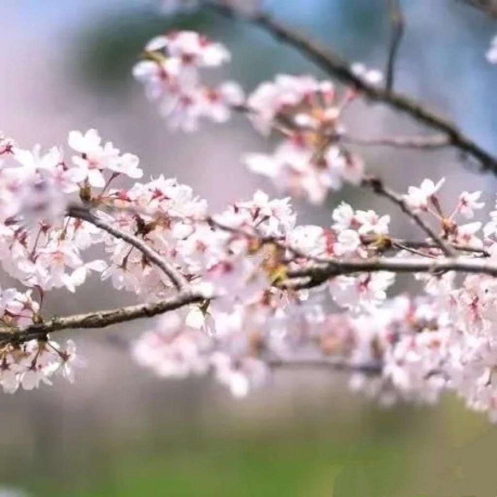 花晨月夕