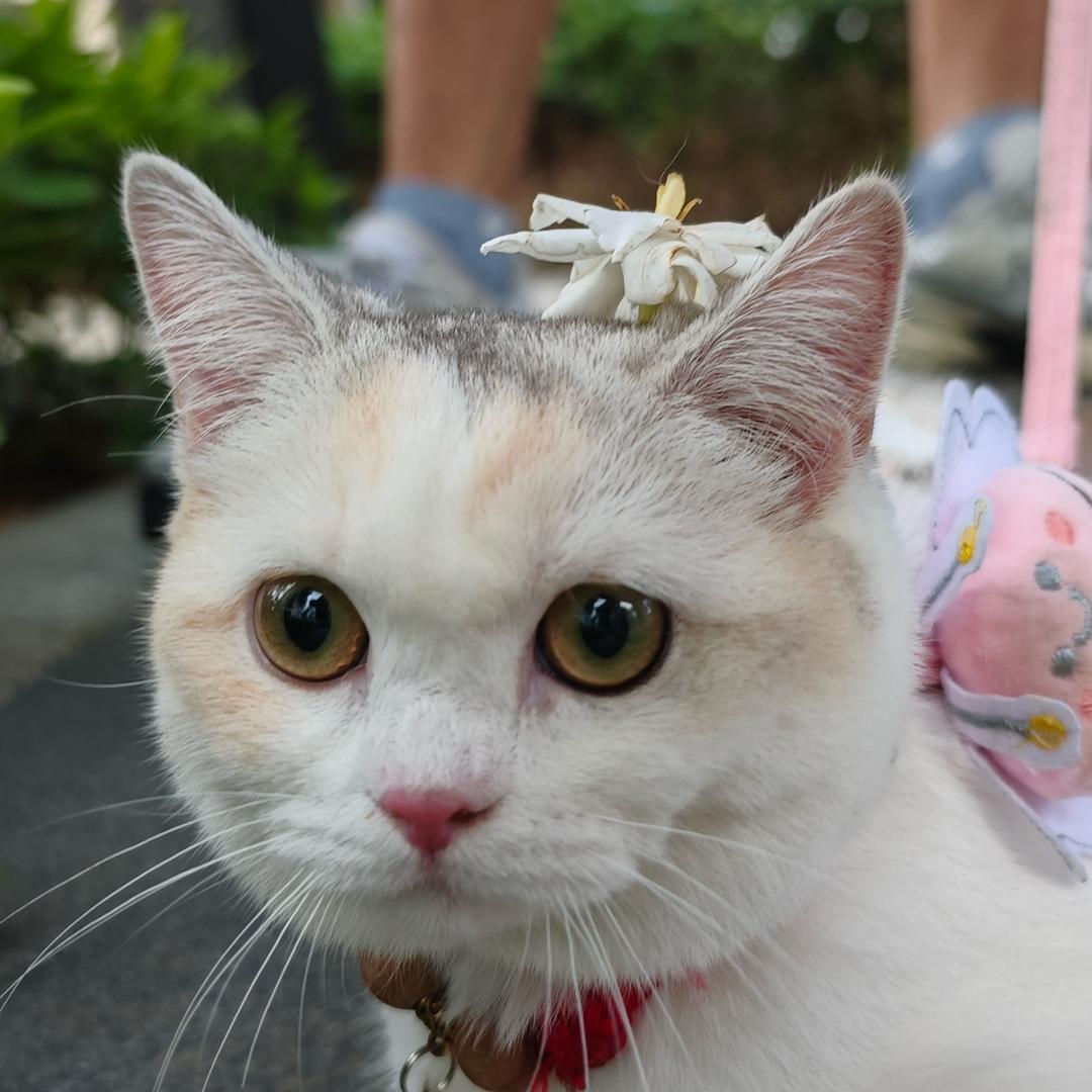 平安爱睡觉