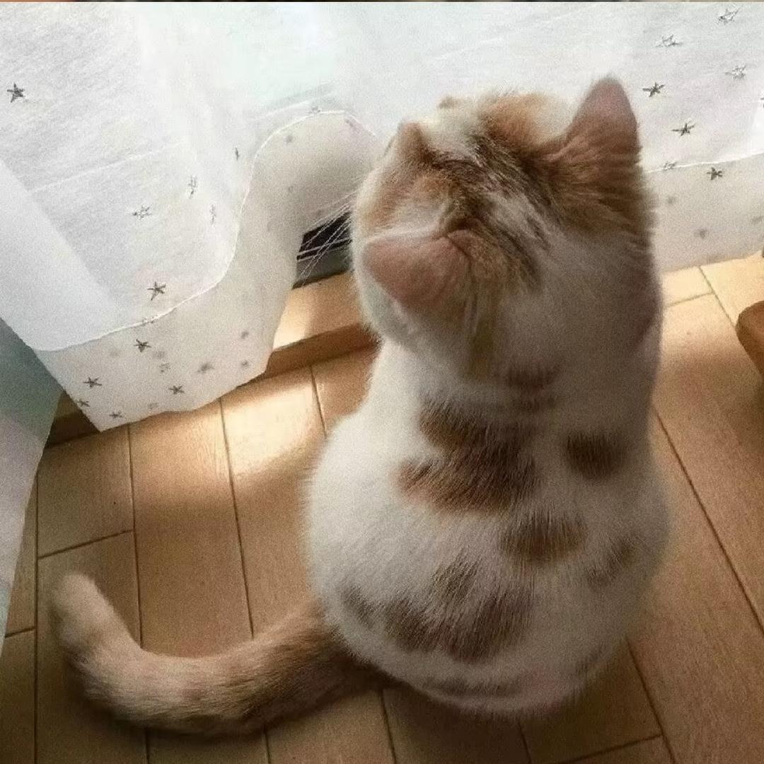 小猪^o^