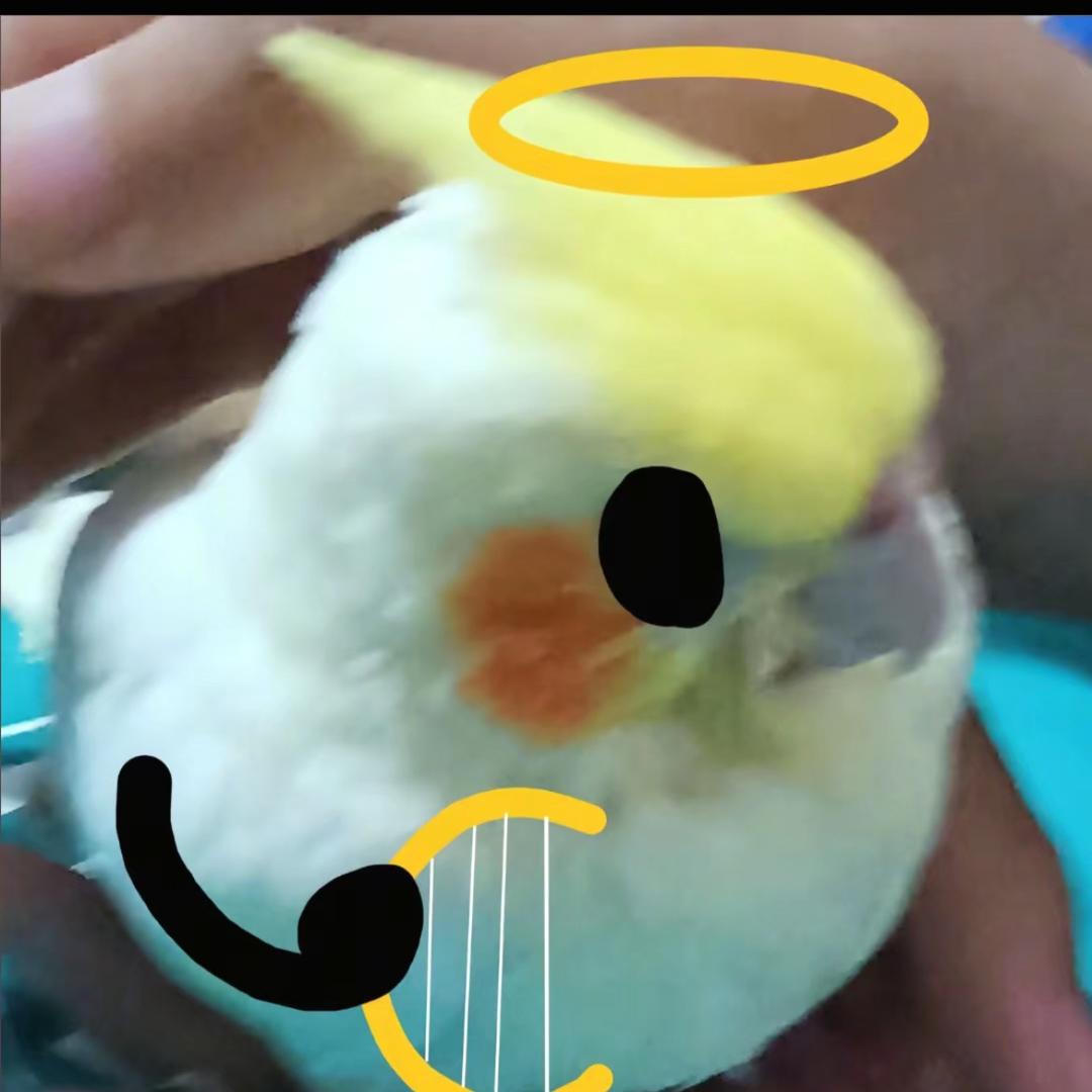 哈基入