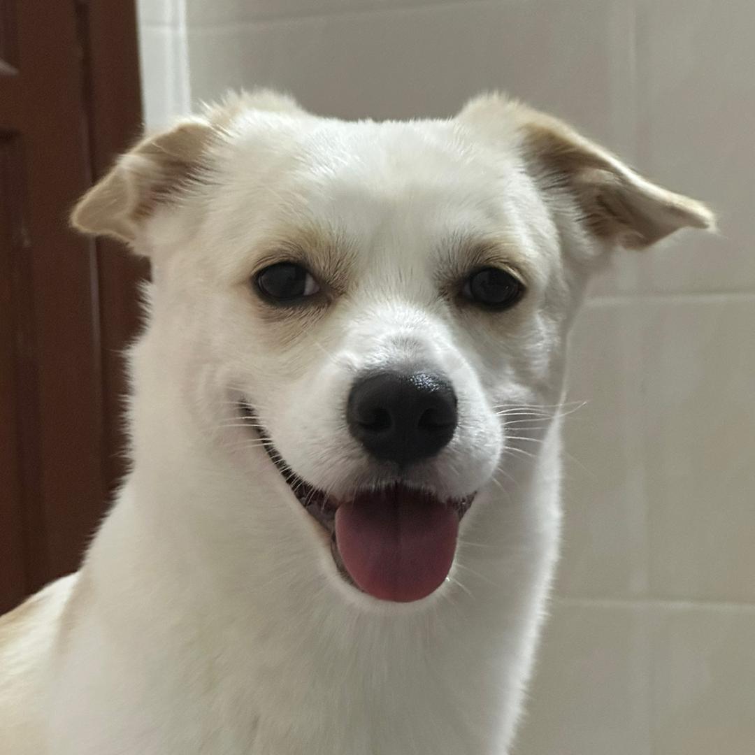 一条炒粉🐕