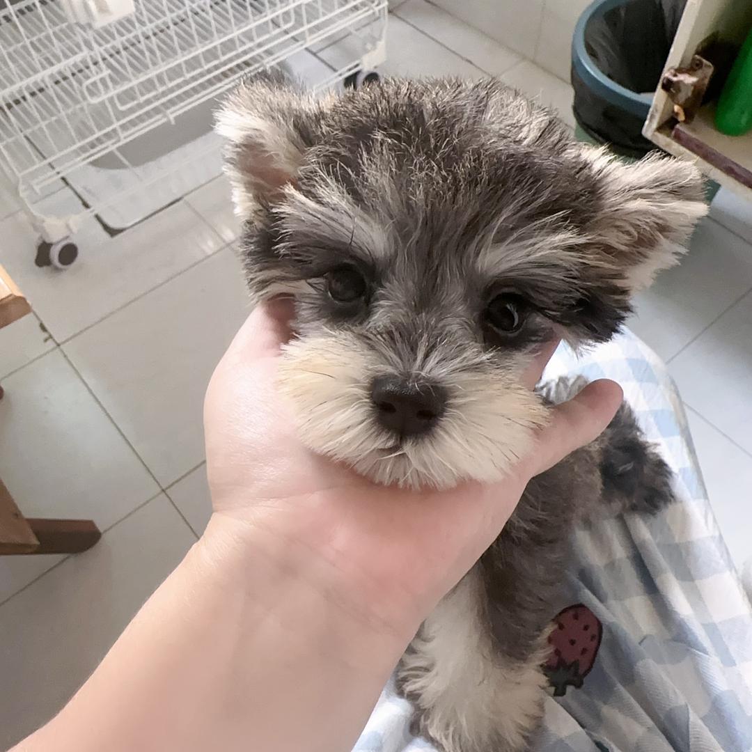 长沙 柒柒宠物（直播号1）