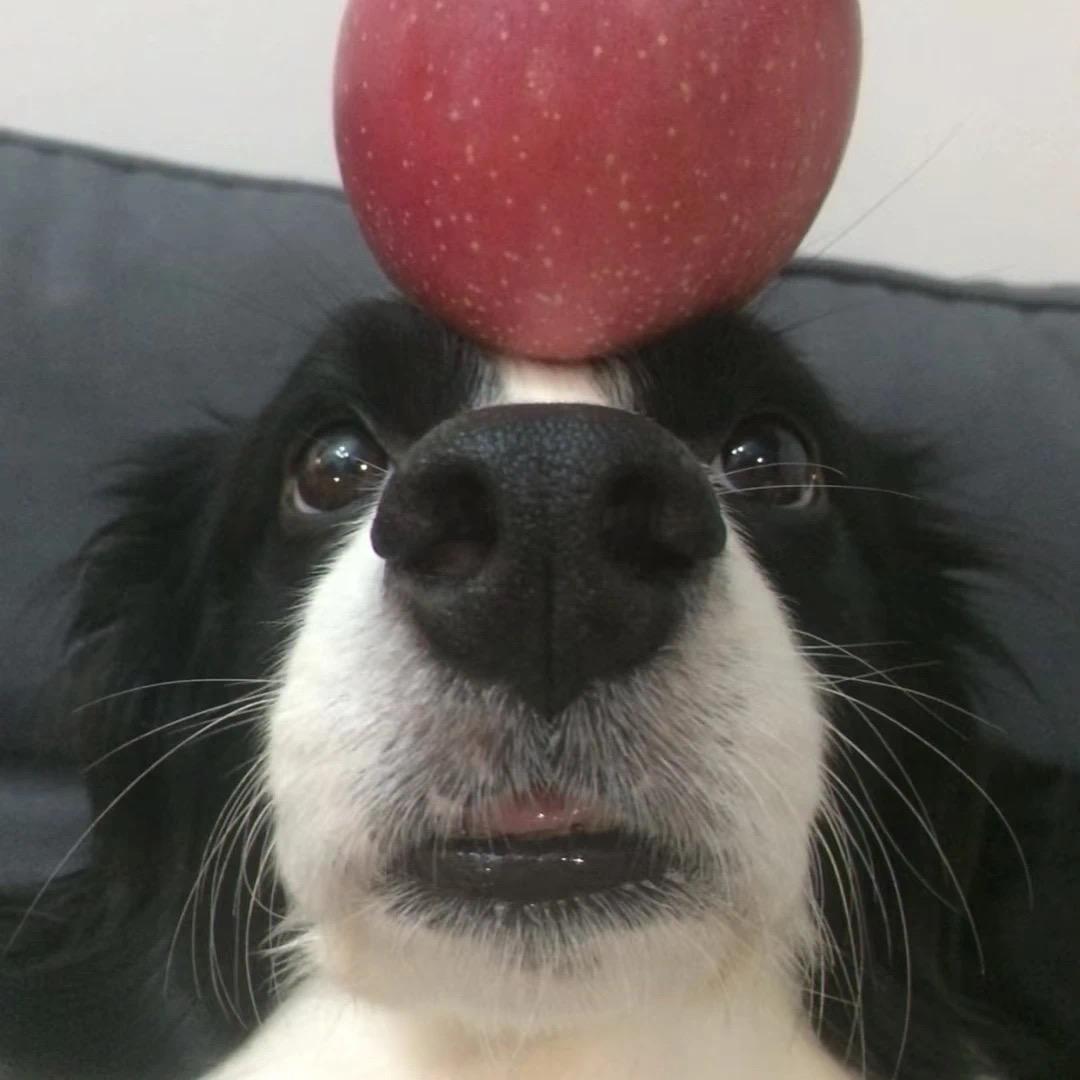 Puppy we