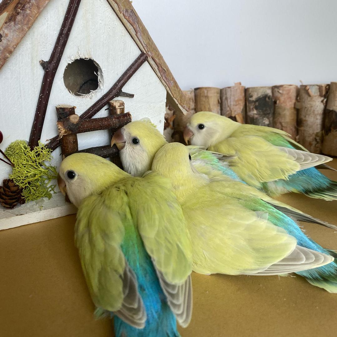 乐无忧家的小鹦