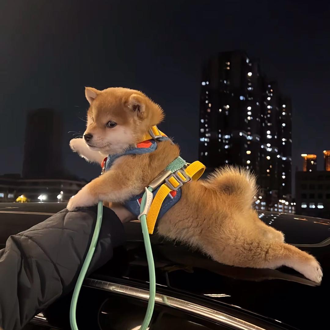 斗魂小凯