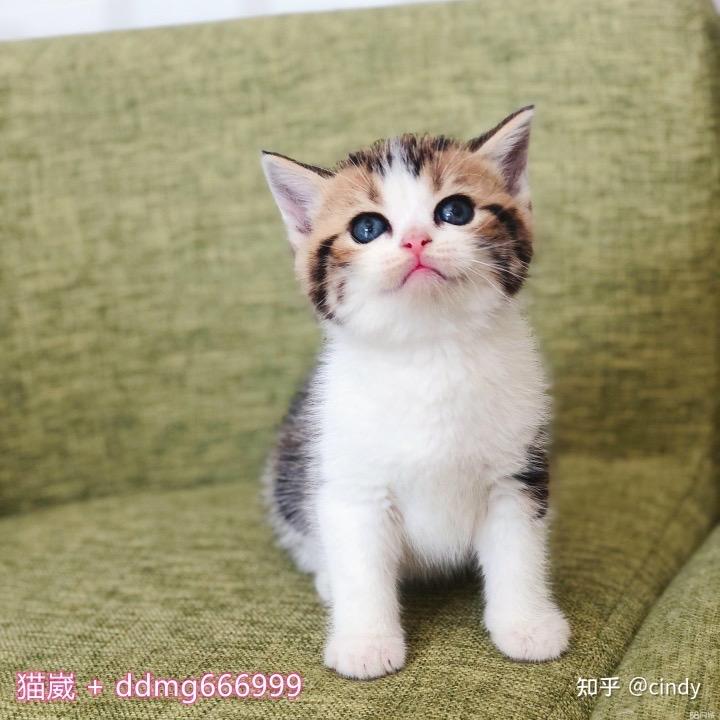 吉祥如意🍊