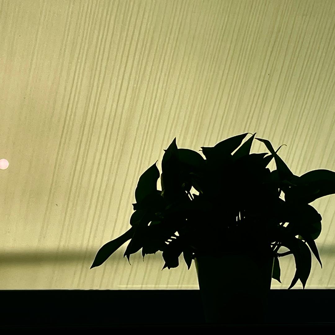 西米不吃西米露