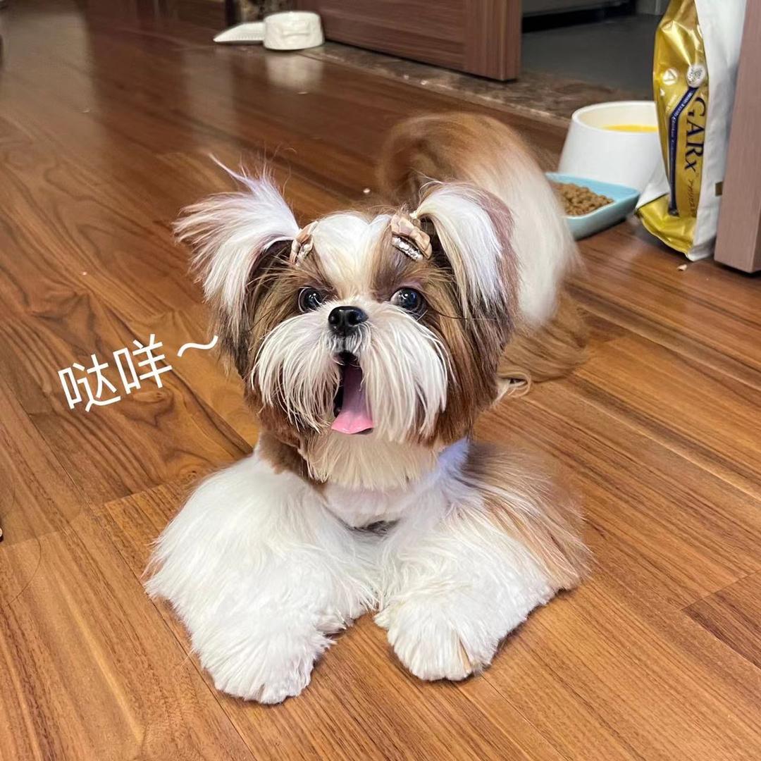 安安是西施犬