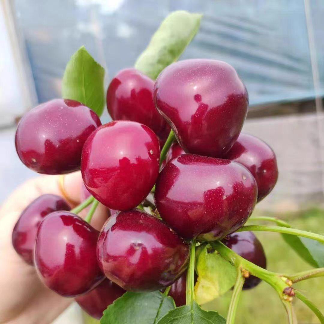 雨红果树苗木专营店的头像