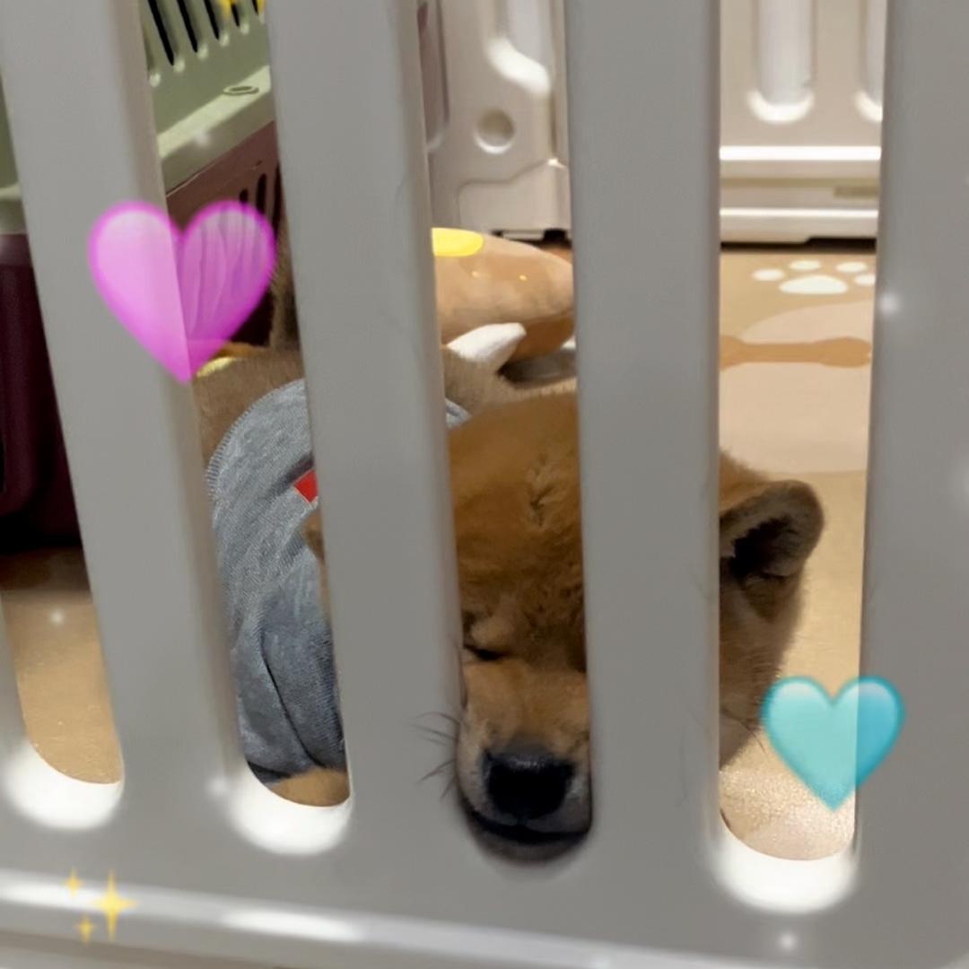 波比是只柴🐕