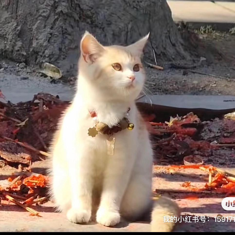 加粗的衣服结果