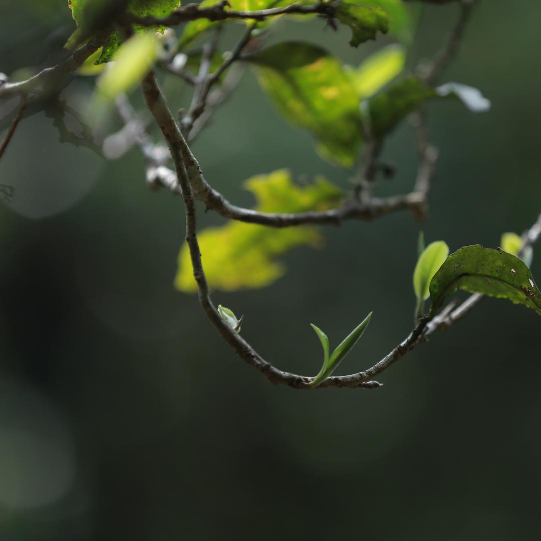 帕沙新寨犀牛塘古茶坊