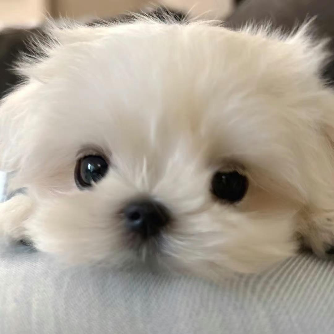 小米锅巴