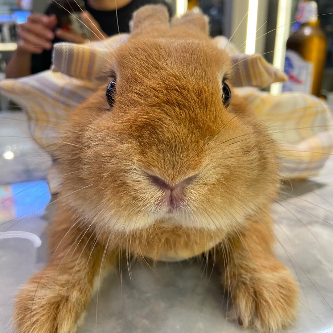 茉莉🍋