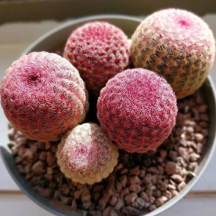 明心仙人球花卉
