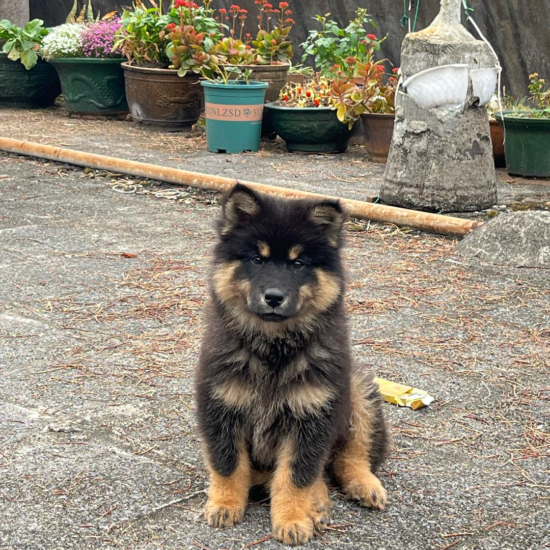 中华田园犬(胡杨柳)