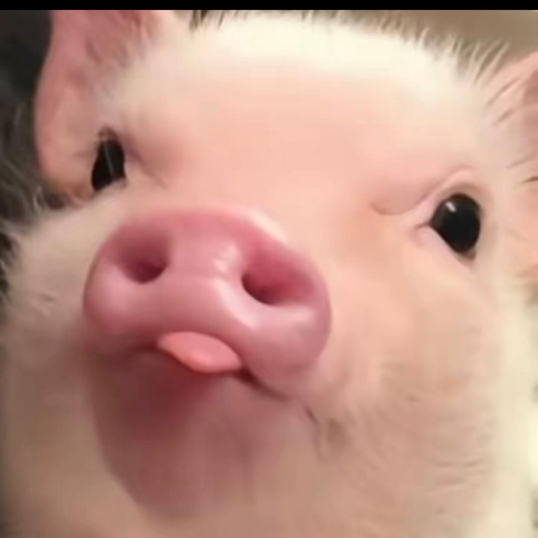 核公子文玩