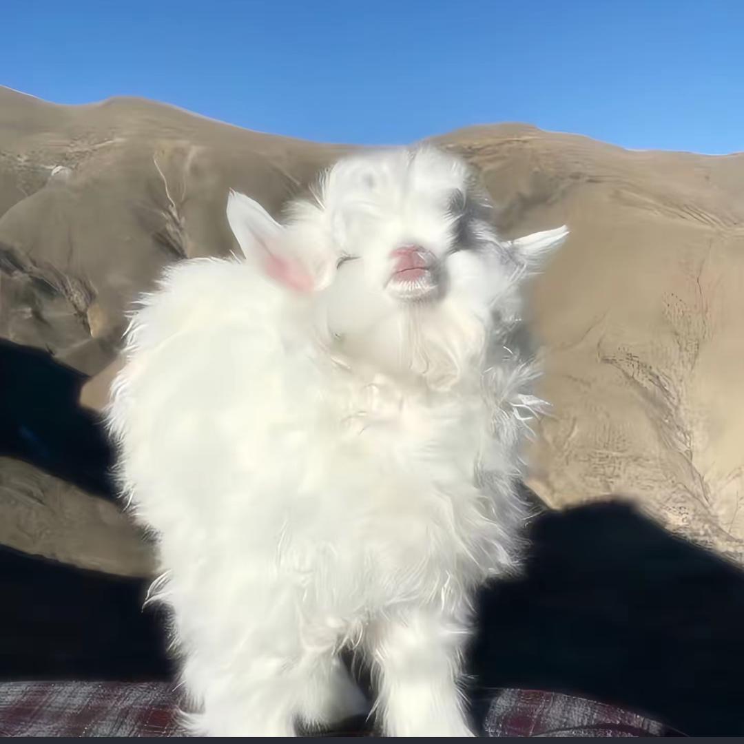 你好.