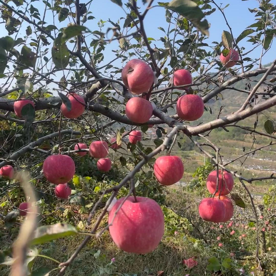 烟台栖霞红富士原产地