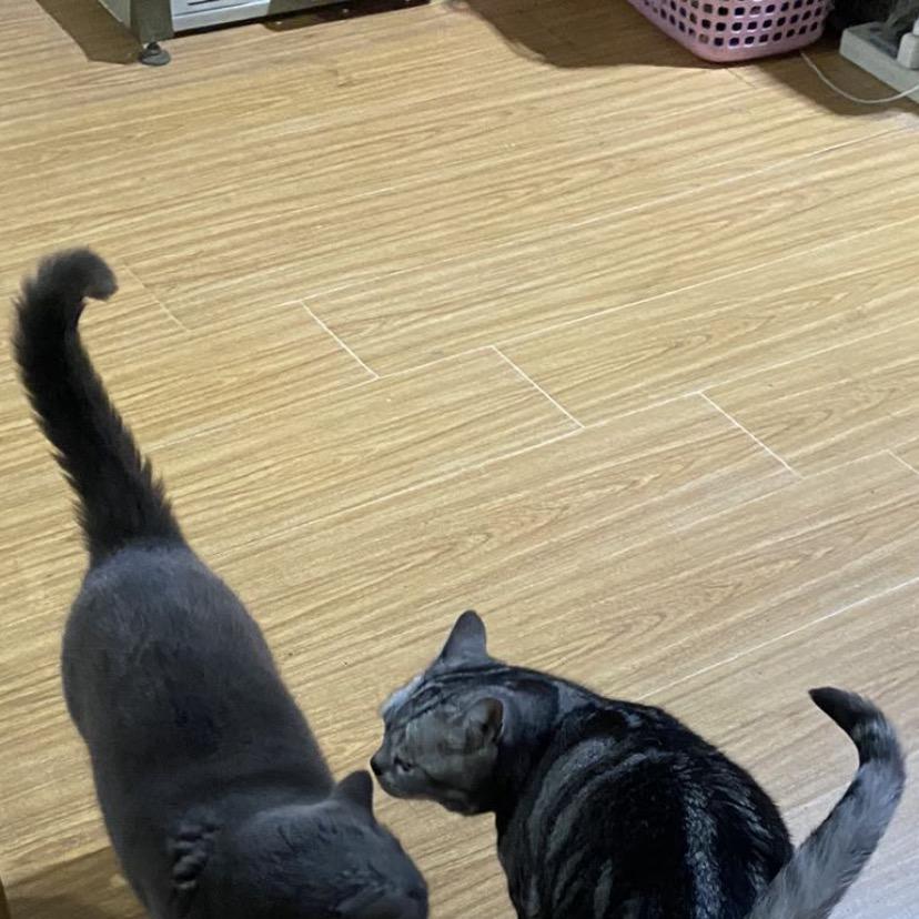 颜苓