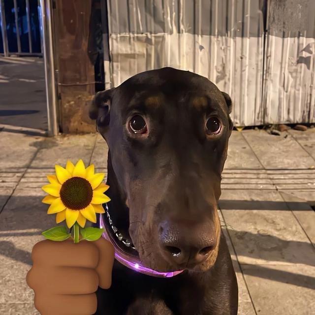 在m78星云打奥特曼的小out