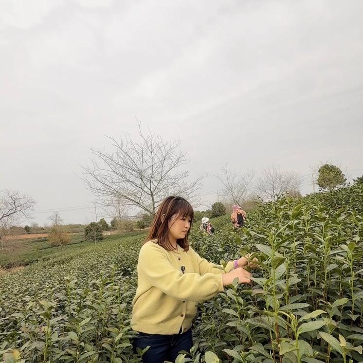 薛娟扬州仪征捺山绿芽春（绿杨春）