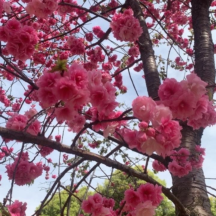 浅夏🍃