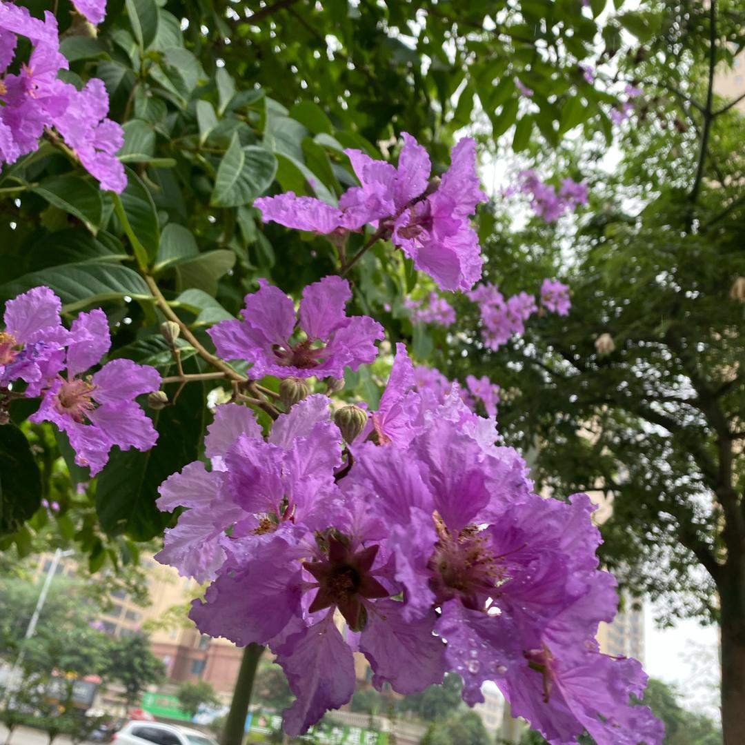 忘忧草