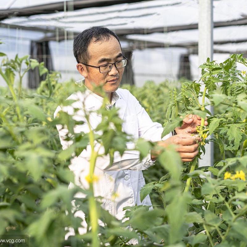 蒲公英农服桑老师