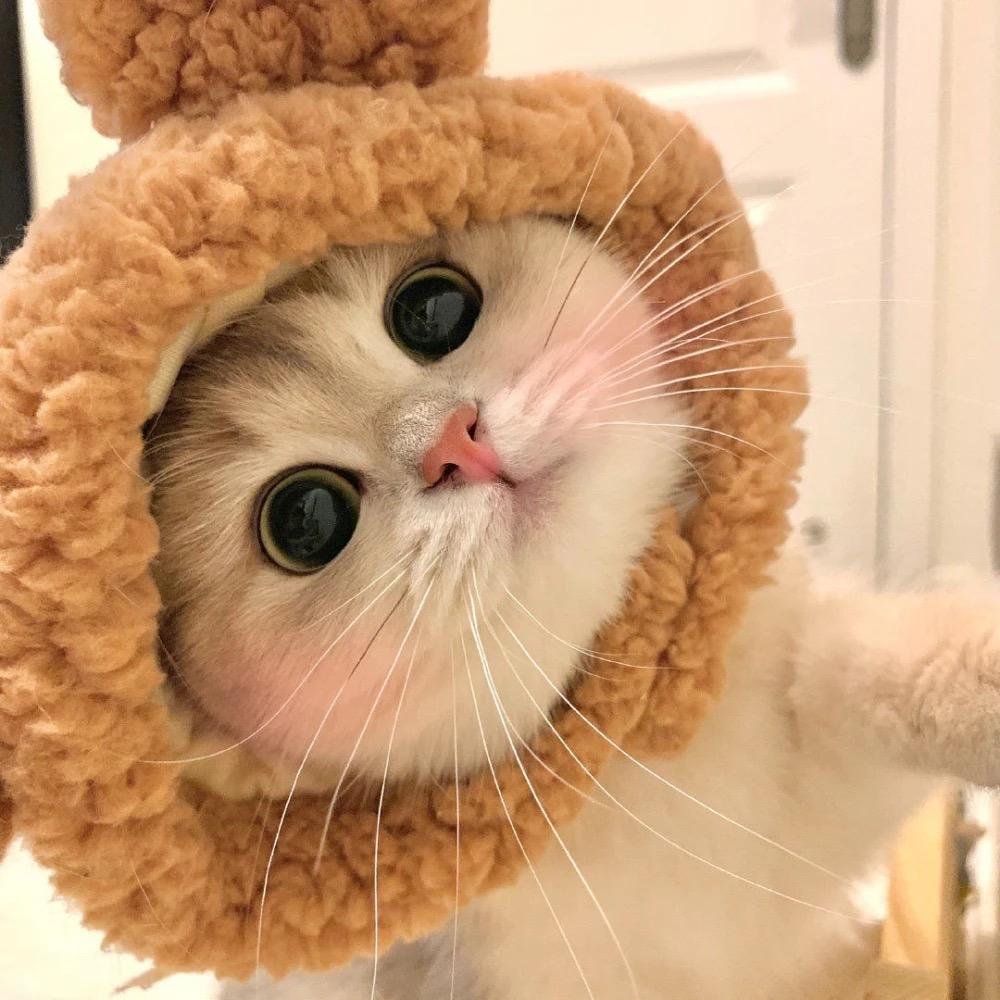 萌宠看世界